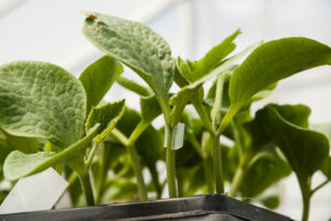 Matt Kelly, grafted-seedless-watermelon