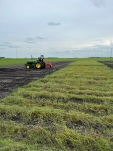 Windowing of perennial lewis flax at the beginning of the first boll shatter.