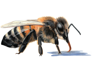 Detailed illustration of European Honey Bee