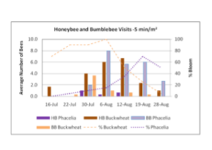 Figure 2. Honeybee and bumblebee visits per buckwheat and phacelia planting.