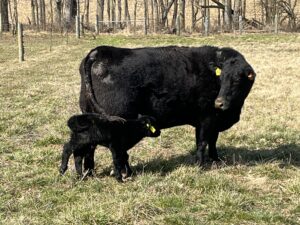 Yak x angus bull baby just born
