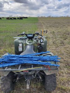 Moving Cattle on Cover Crops.