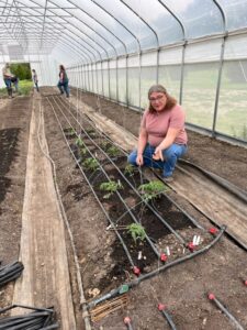 Beginning farmer learning to grow tomatoes in hi-tunnel
