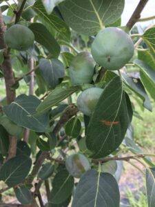 American persimmon immature fruits