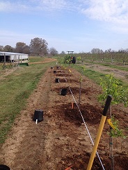 Figure 1. Planting Jujube trees at Cherry Creek Orchard, Pontotoc, MS. Spring 2014