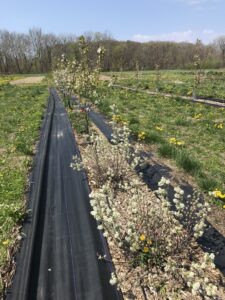 Juneberry in flower