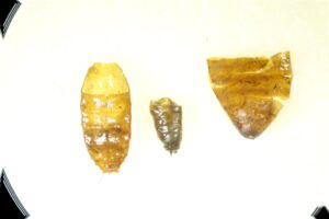 A macro image of 3 diptera (Fly) remains including 1 pupa, 1 larval skin, and a third remain that is either a larval skin or pupa remain