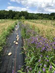 blue vervain