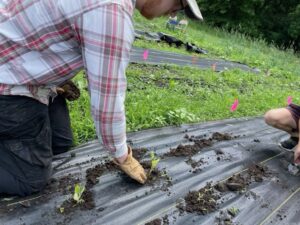 A farmer transplants eggplant into geotextile fabric mulch.