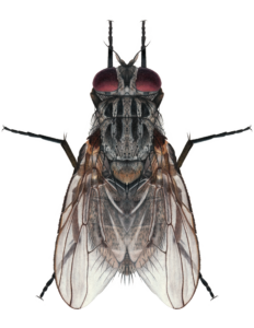 Detailed illustration of Common House Fly