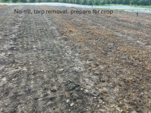 no till soil post-tarp removal