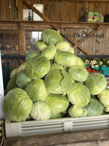 no till cabbages