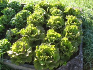 Sample non-allium crop.  We planted lettuce, tomatoes, corn, squash, spinach, soybeans, etc. in the beds.