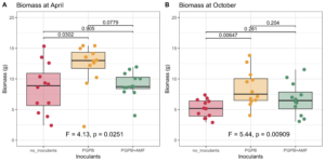 boxplot showing biomass of sideoat grama in April and October with different microbial inoculants.