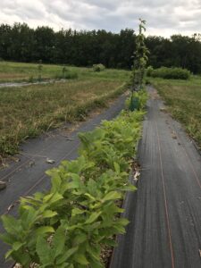 nursery: chestnut seedlings 