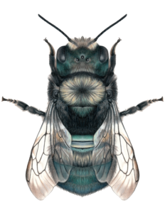 Detailed illustration of Mason Bee