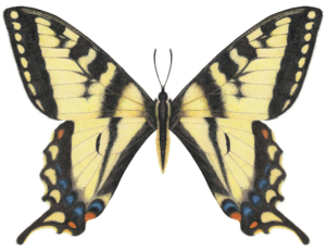 Detailed illustration of Canadian Tiger Swallowtail