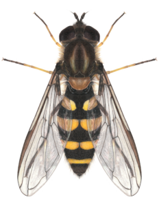 Detailed illustration of Flower Fly