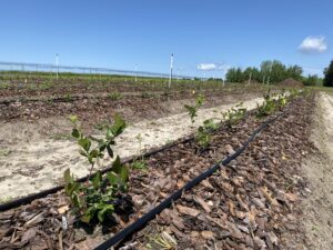 Young blueberry plants in their first month of growth in field conditions