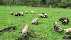 Pigs Grazing