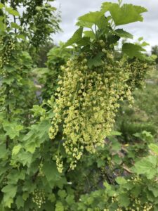 Closeup of pink currant flowers