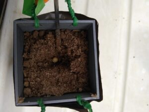 Rhizobox Planted