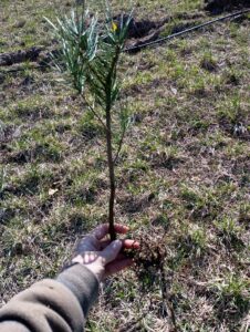 Small roots on Asian Pines