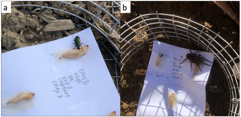 Fig. 13