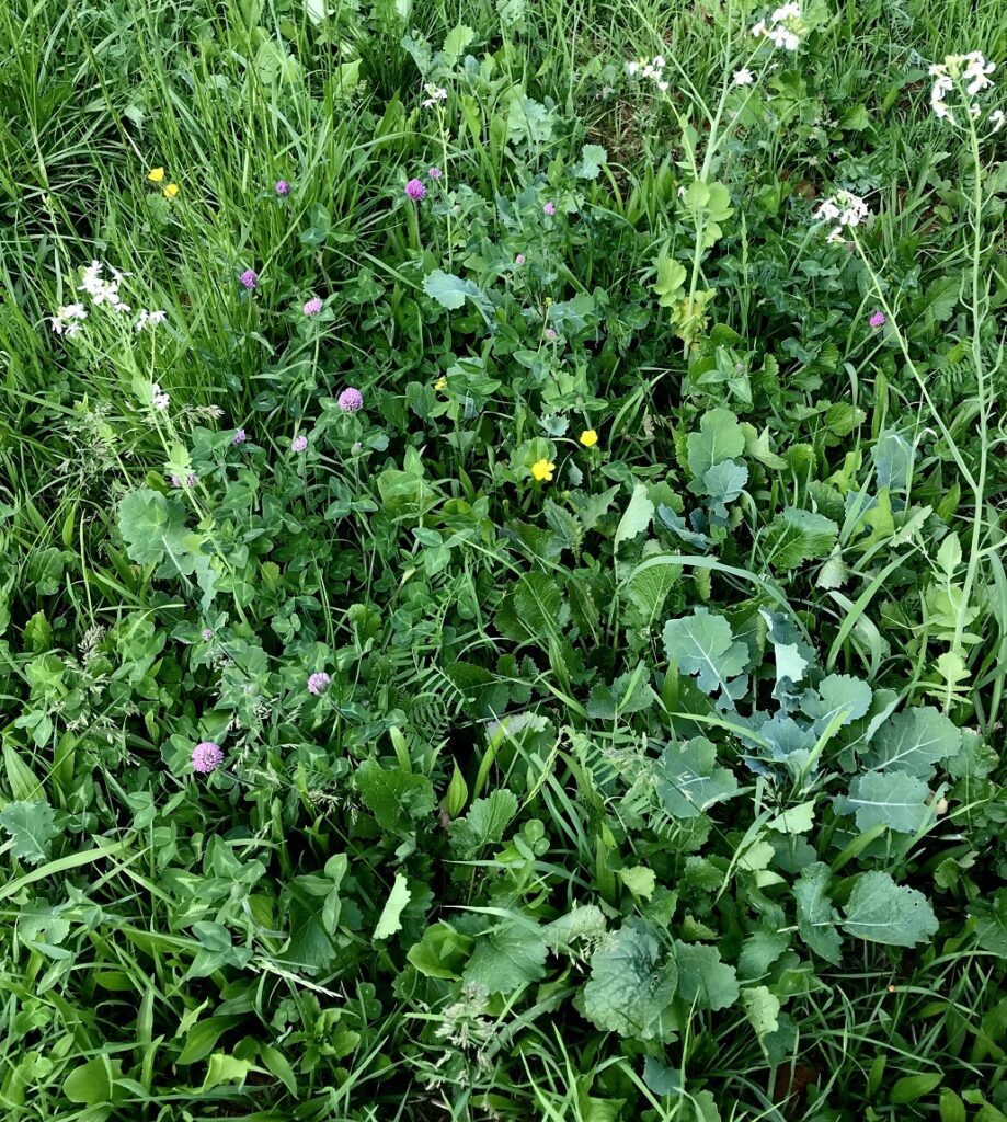 Cover Crops