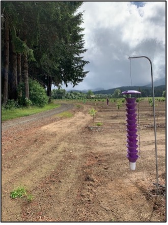 Purple Lindgren funnel trap, showing deployment between forested border and young hazelnut orchard.