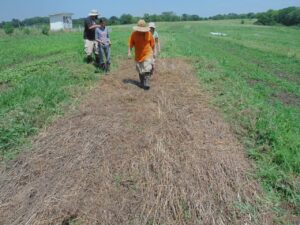 Hand weeding of roller/crimped bed