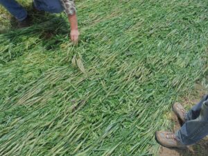 Freshly rolled and crimped rye/vetch