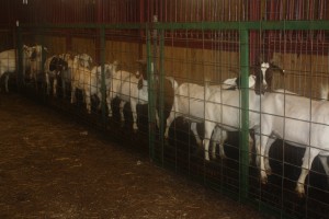 Goats walk through footbath solution troughs