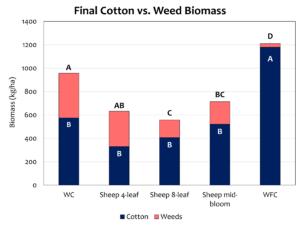 Sheep grazing effects on final cotton vs. weed biomass