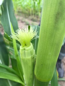 Benugzenug silks ready for hand pollinating