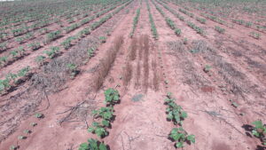 Reduced cotton growth due to late/unsuccessful cover crop termination