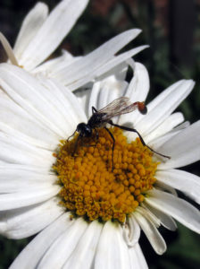 solitary wasp on shasta