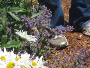 Sphinx or hummingbird moth