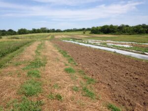 Rolled vetch with weed pressure, June 24th