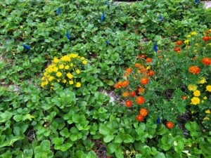 Strawberry plants mixed with marigolds