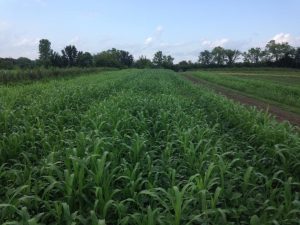 sorghum sudan grass and cowpeas planted with the seeder, summer 2016