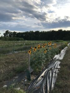 sunflowers
