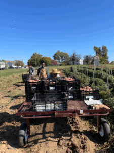 Making use of our heavy duty field cart