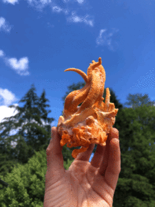 An impressive cordyceps grown with the help of interns.