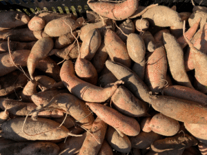 First Sweet Potato Harvest