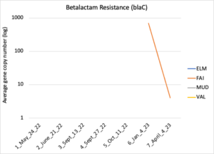 Beta lactam resistance