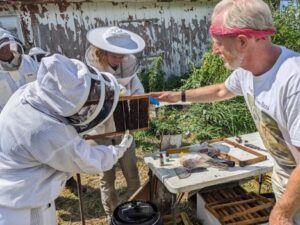 3 beekeepers putting cut pieces of brood comb cut from a barn into an empty frame