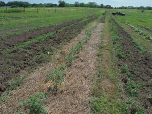 2014 Summer tomato plants in rolled/crimped beds.  Mowed and spaded area at far end of bed 