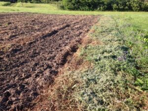 Mowed and spaded bed on left, rolled bed on right