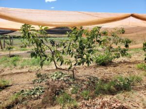 Using netting to protect young trees